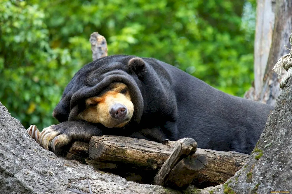 Animal cubs