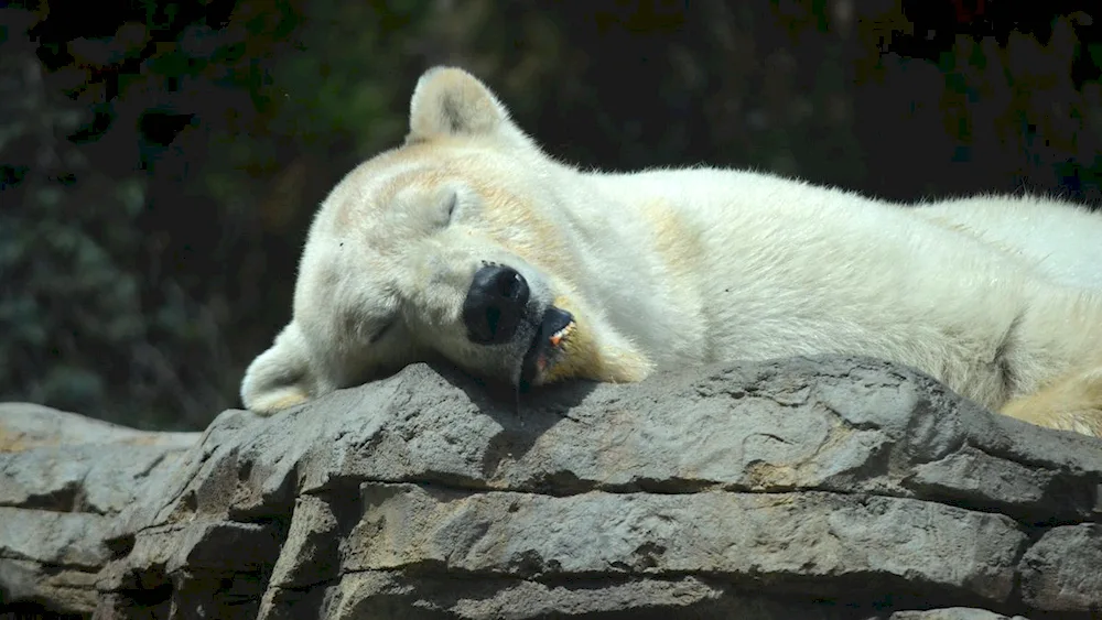 Sleeping Bear