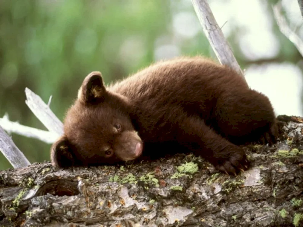 Sleeping Bear