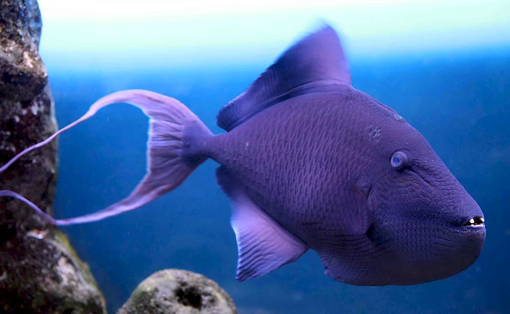 Black-banded devilfish