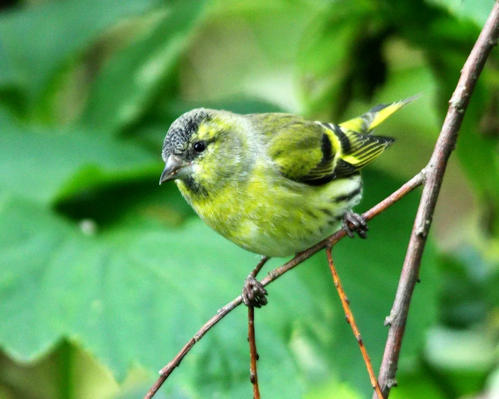 Spinus Spinus Siskin