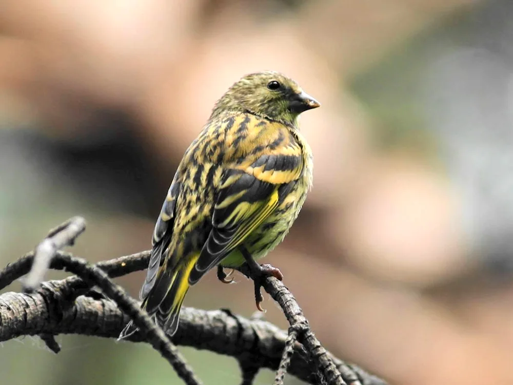 Yellow-bellied finch