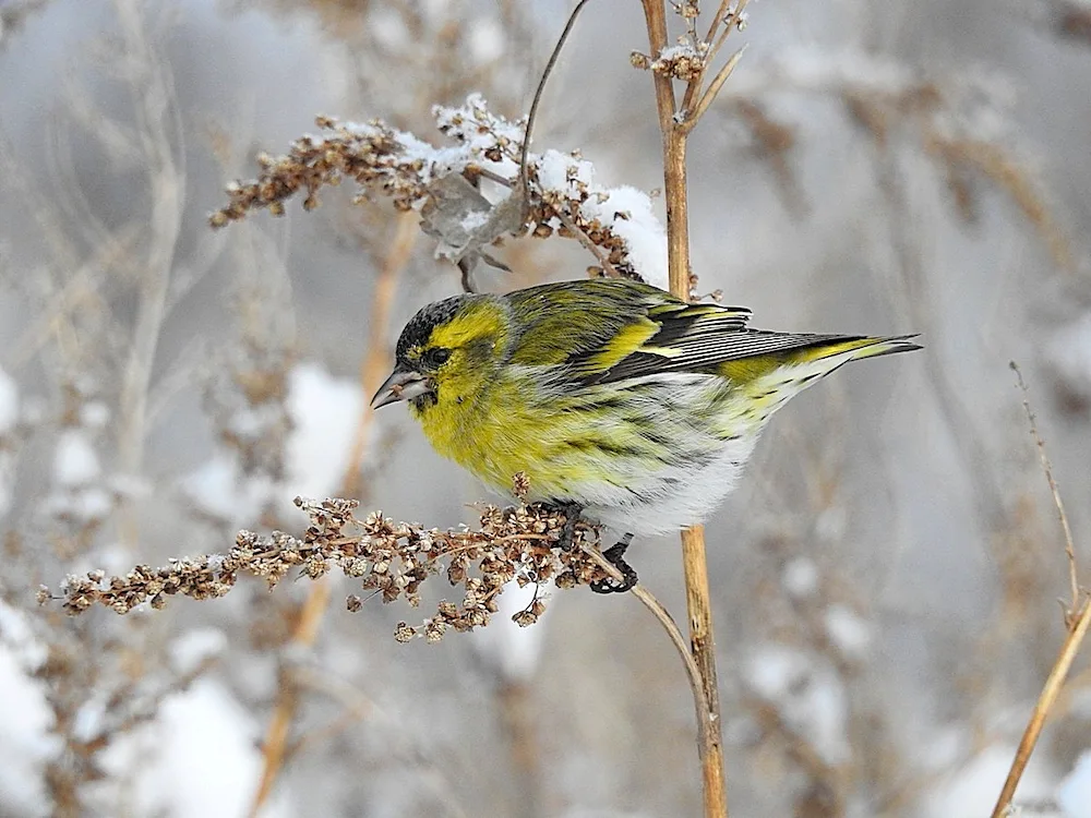 American Goldfinch bird