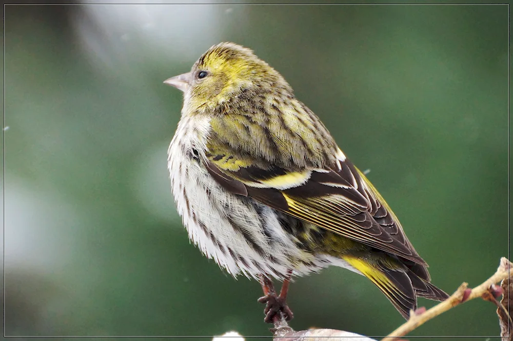 American Goldfinch bird