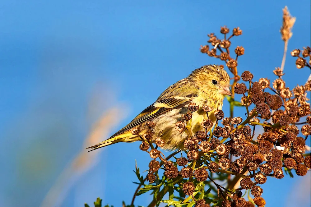 Spinus Spinus Siskin