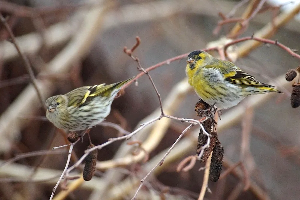 Green bunting