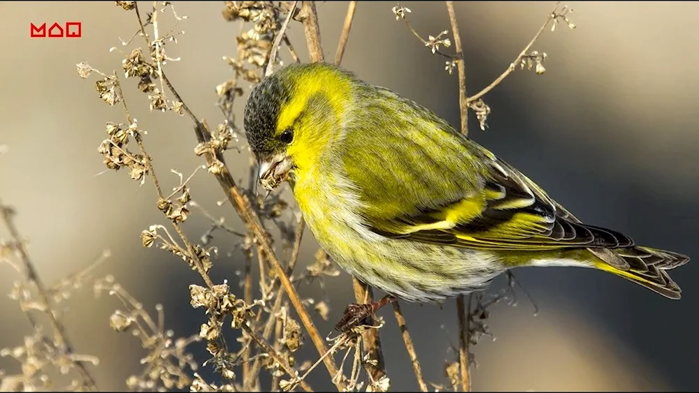 Siskin Bird