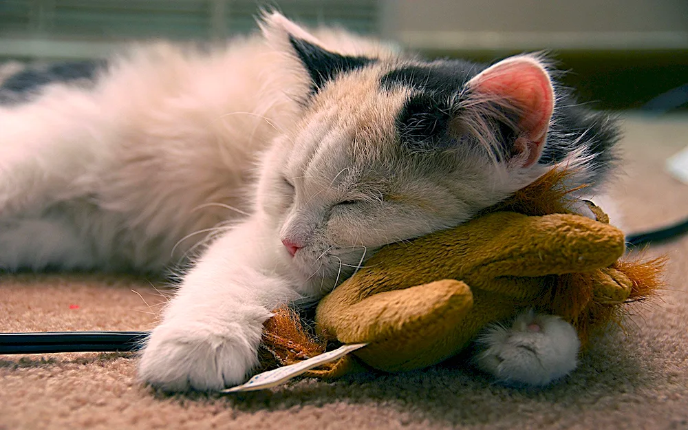 Sleeping kittens
