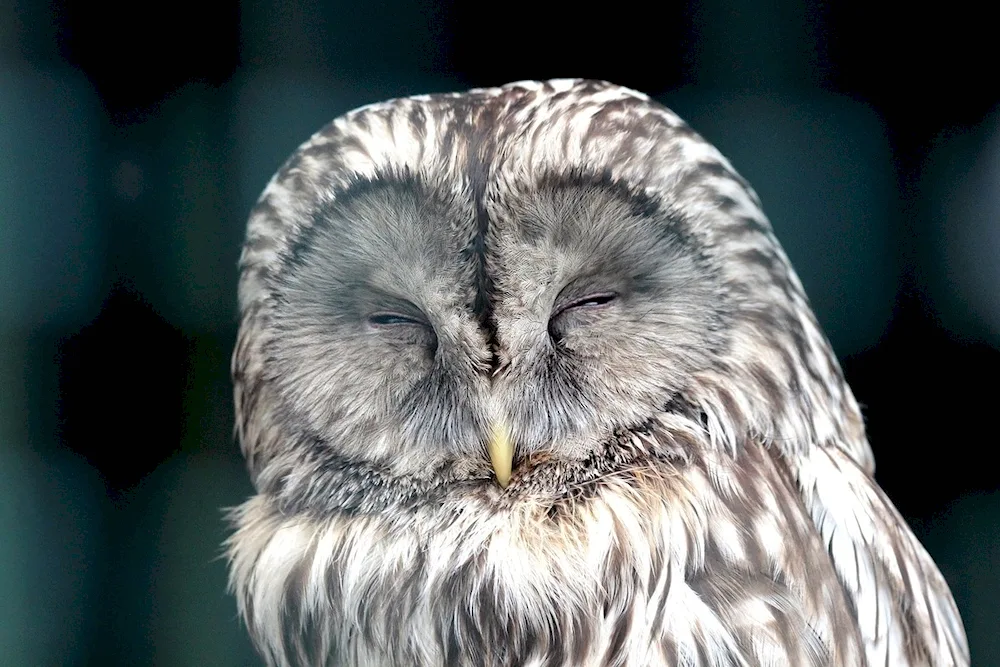 Red-legged owl