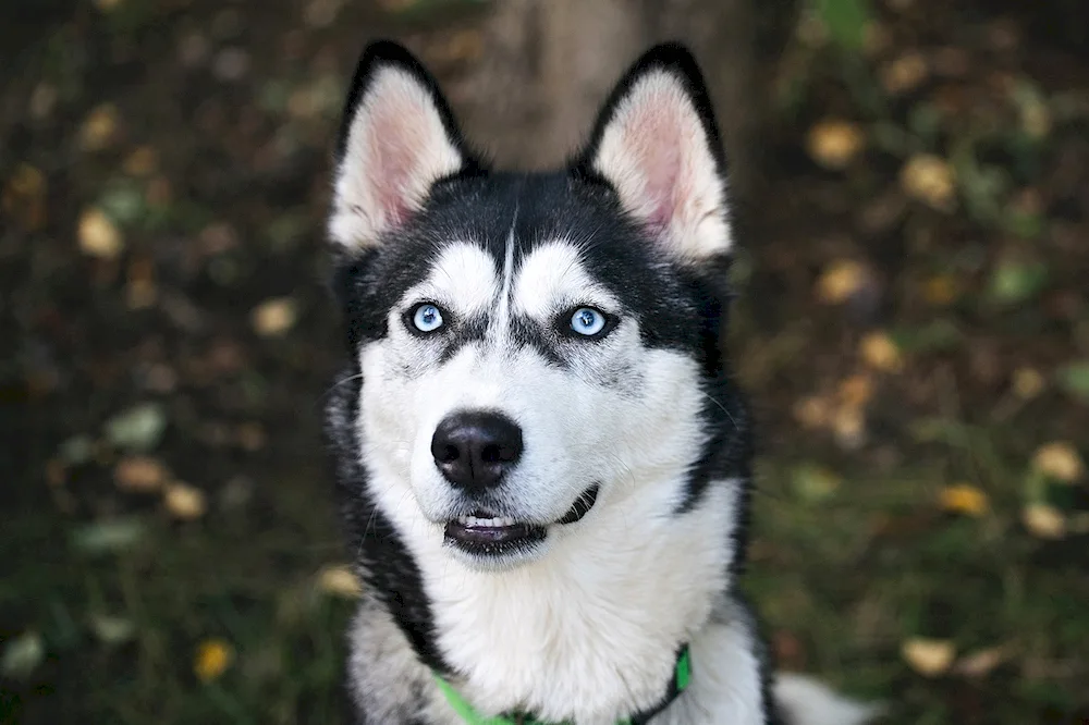 2048 X 1152 husky