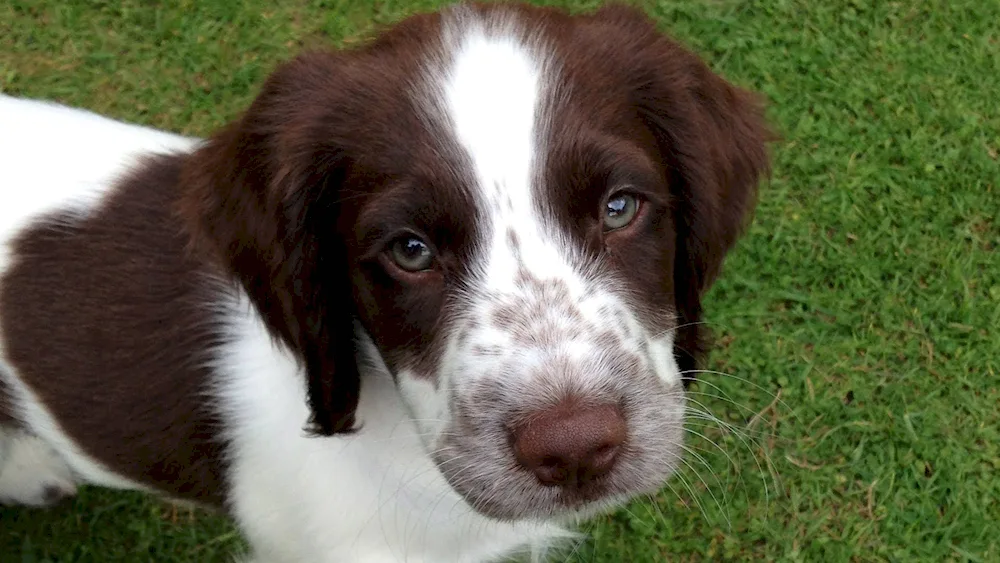 Springer spaniel