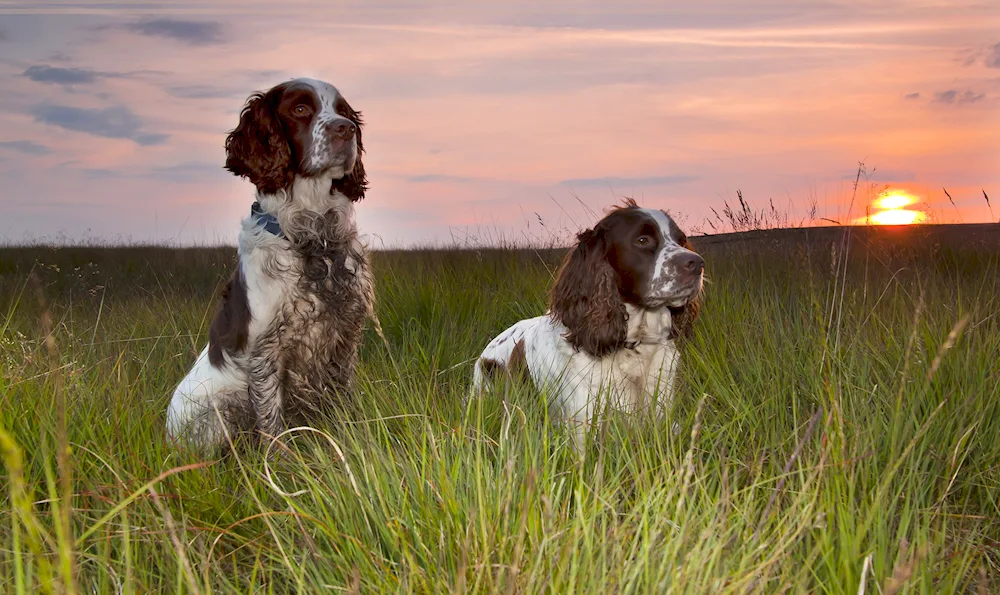 Cocker- spaniel