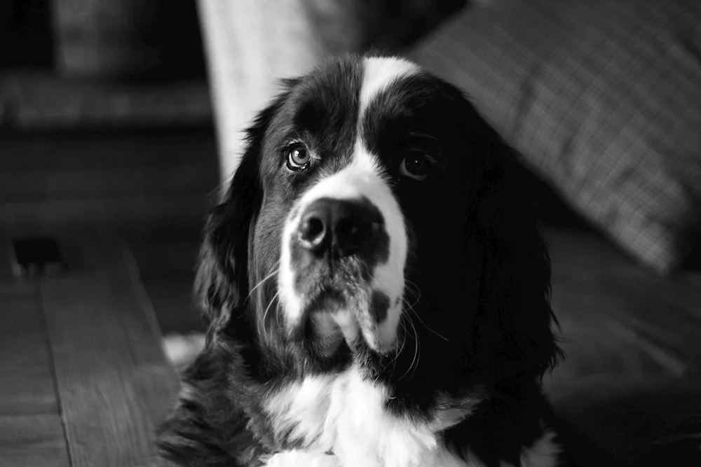 Springer Spaniel black and white