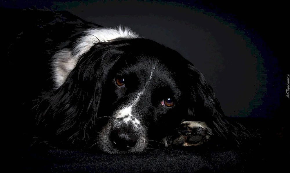 Springer Spaniel black