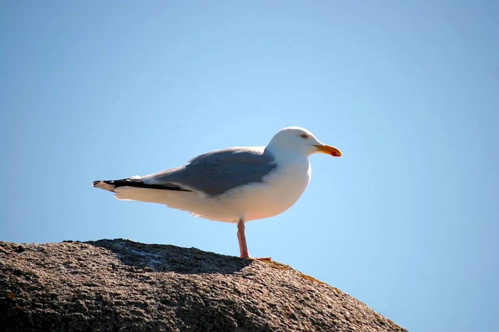 Albatross Sevastopol bird