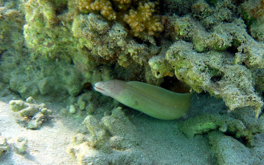 Mediterranean moray eel