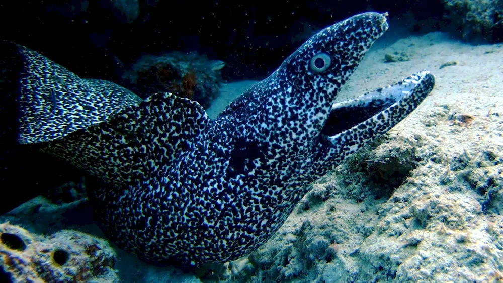 Tiger moray eel