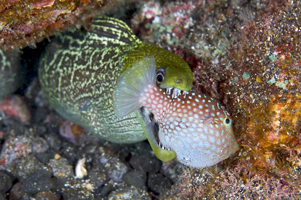 Mediterranean moray eel