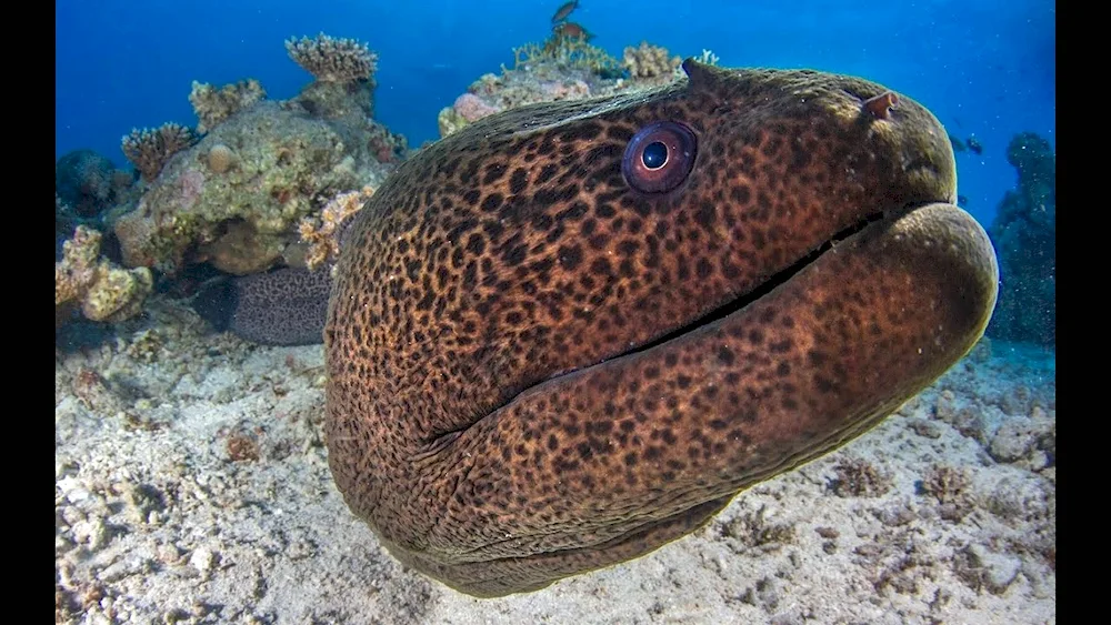 Mourene fish in the Red Sea