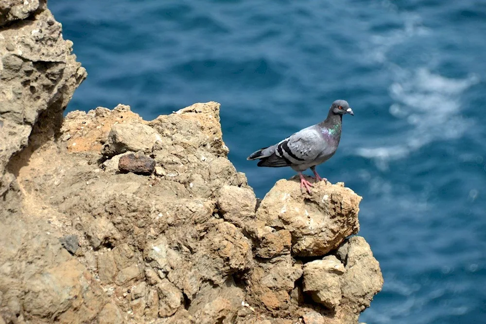 Mediterranean birds