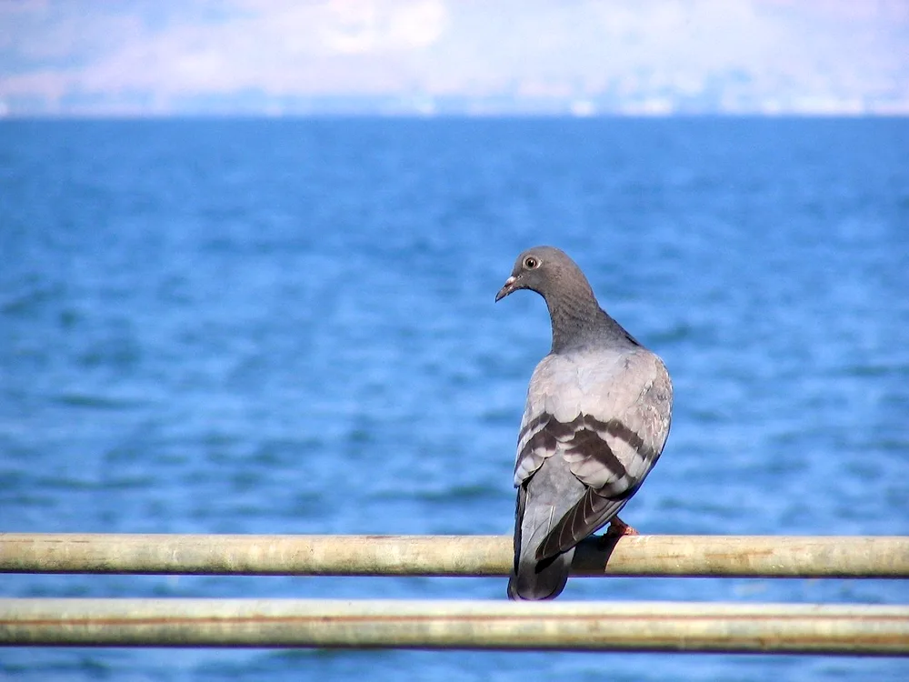 Mediterranean pigeon