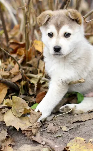 Central Asian husky