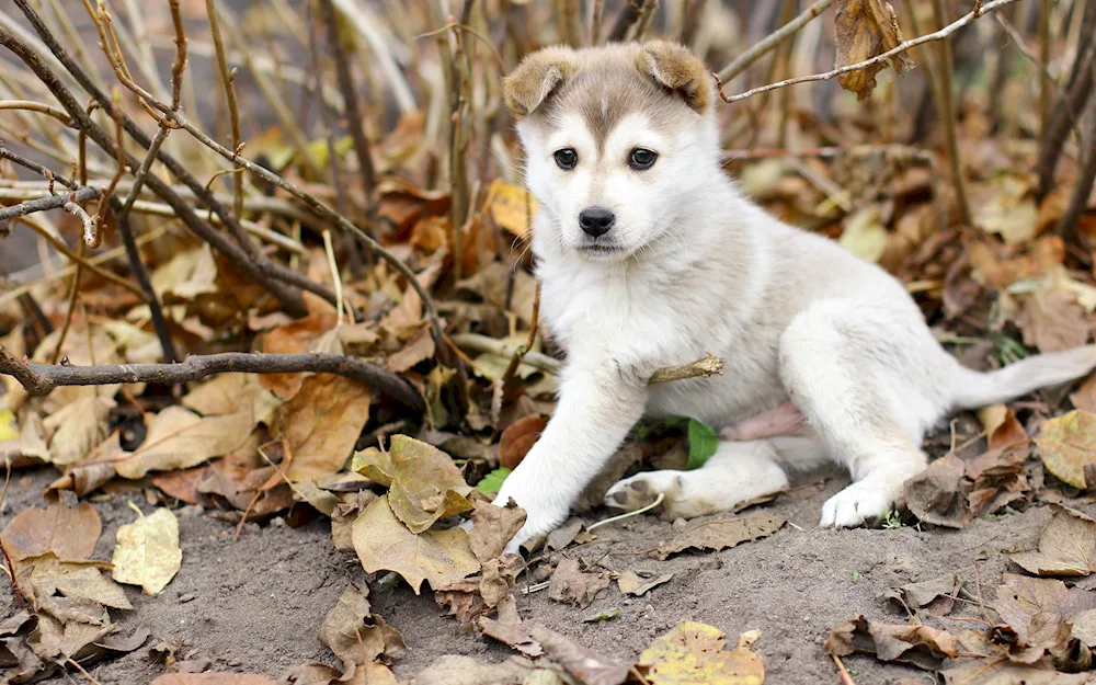 Central Asian husky