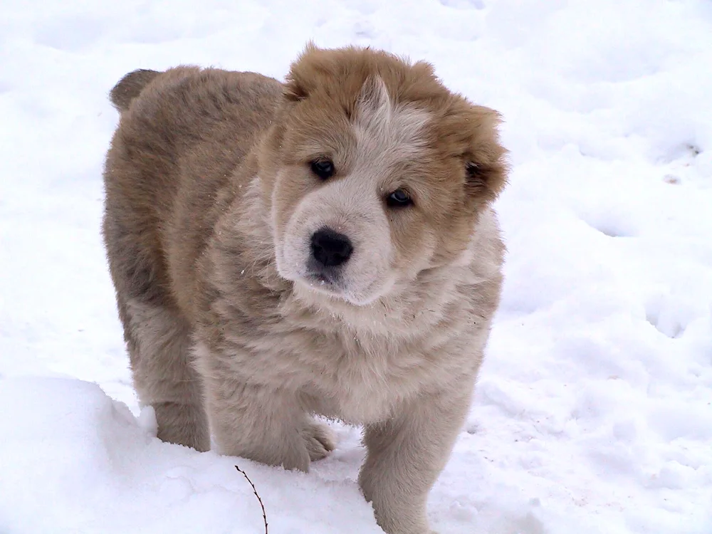 Middle Asian sheepdog alabai