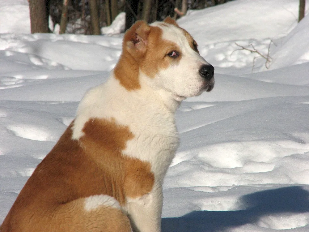 Middle Asian shepherd alabai