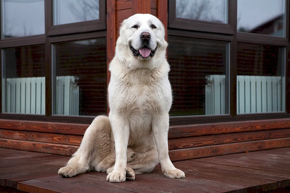 Middle Asian shepherd dog alabai