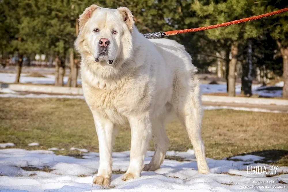 Middle Asian shepherd dog alabai