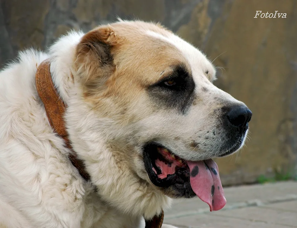 Dog fighting wolfhound and alabai