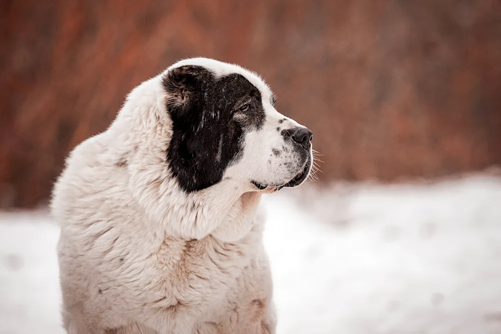 Middle Asian sheepdog alabai