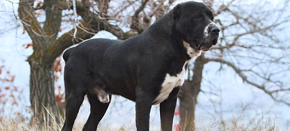 Middle Asian sheepdog alabai