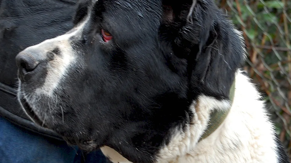 Middle Asian sheepdog alabai. Shepherd Alabai