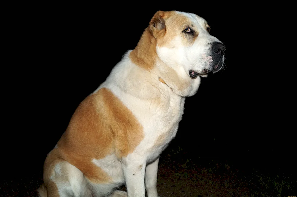 Middle Asian Shepherd Alabai
