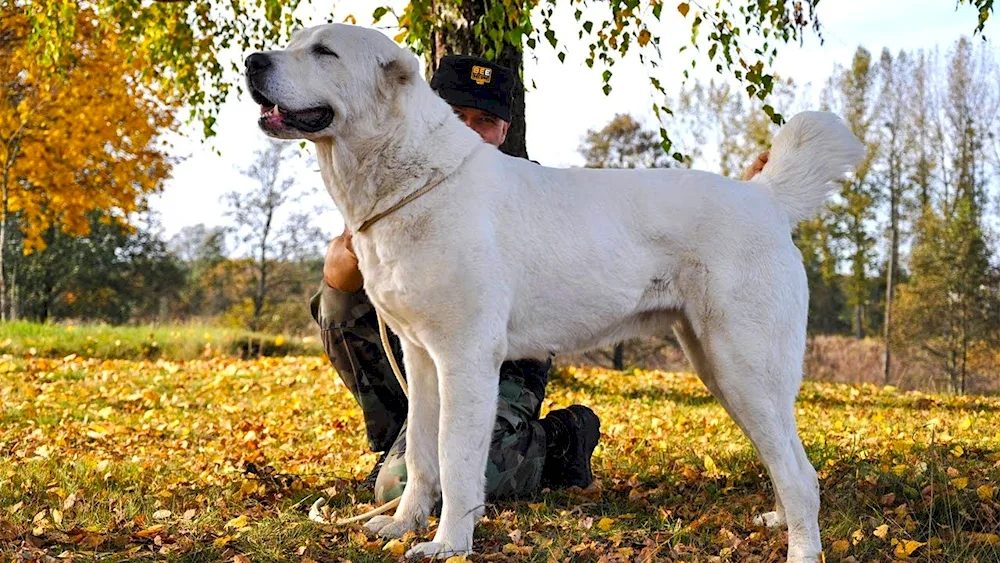 Middle Asian Shepherd Alabai