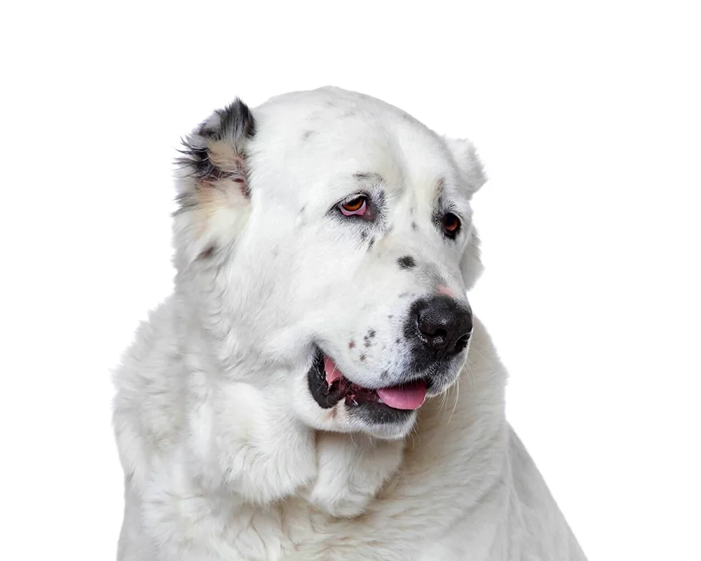 Middle Asian Shepherd Alabai. Alabai sheepdog