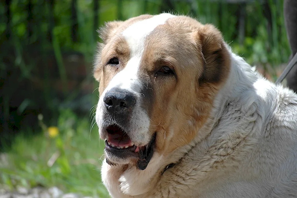 Alabai dog