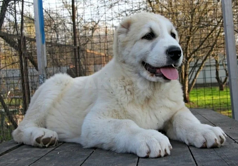 Middle Asian sheepdog Bulldozer