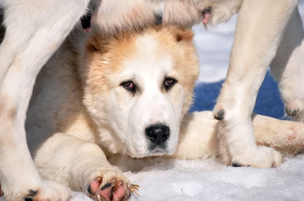 Middle Asian sheepdog Alabai