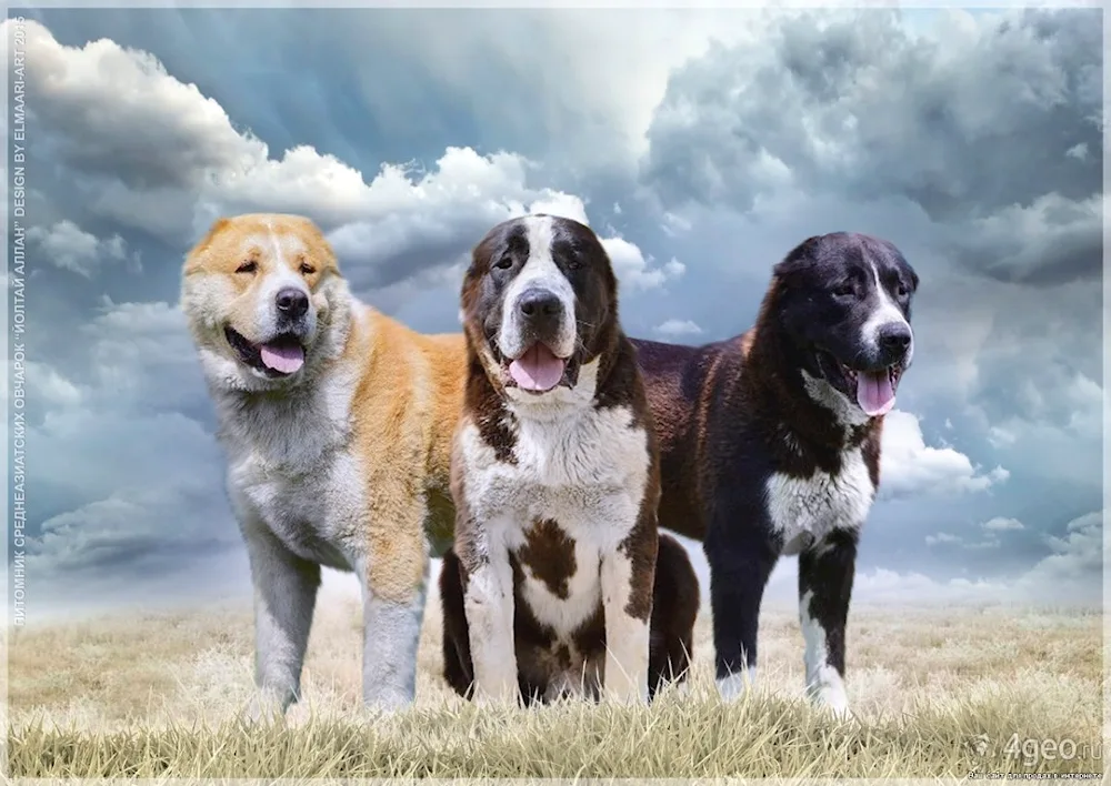 Middle Asian sheepdog Alabai. alabai sheepdog
