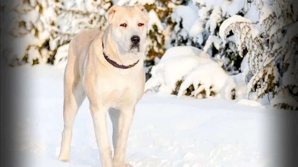 Middle Asian sheepdog wolfhound