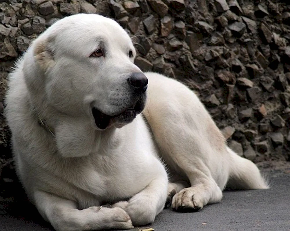 Middle Asian sheepdog wolfhound