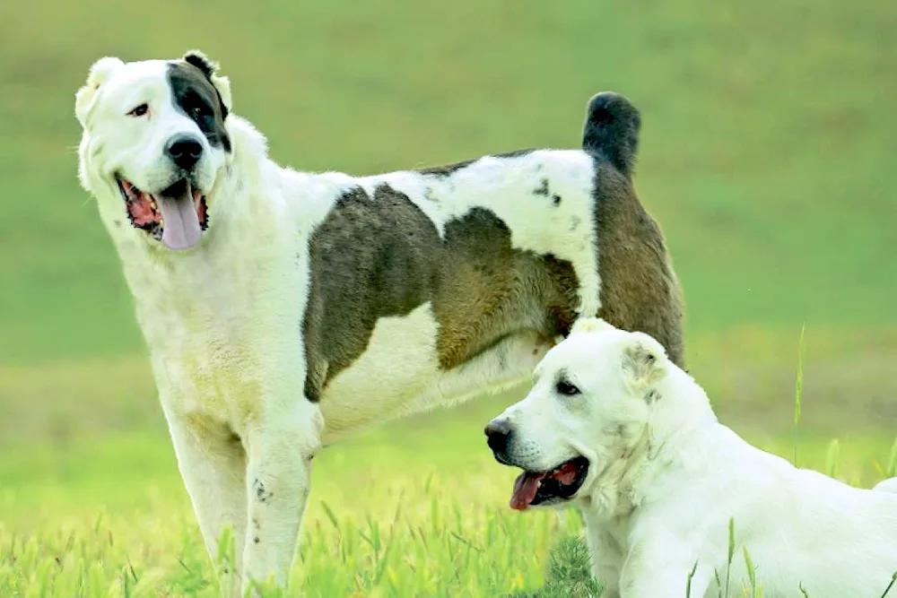 Kangal wolfhound