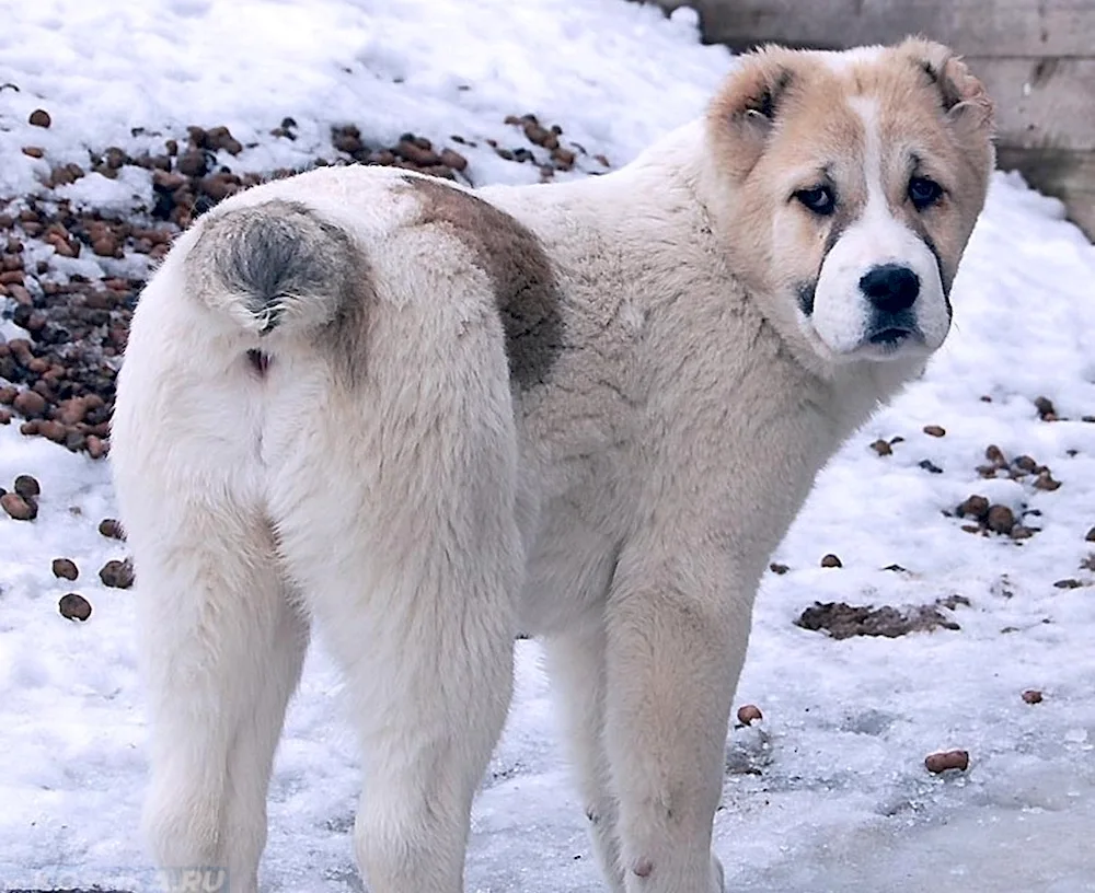 Middle Asian shepherd alabai