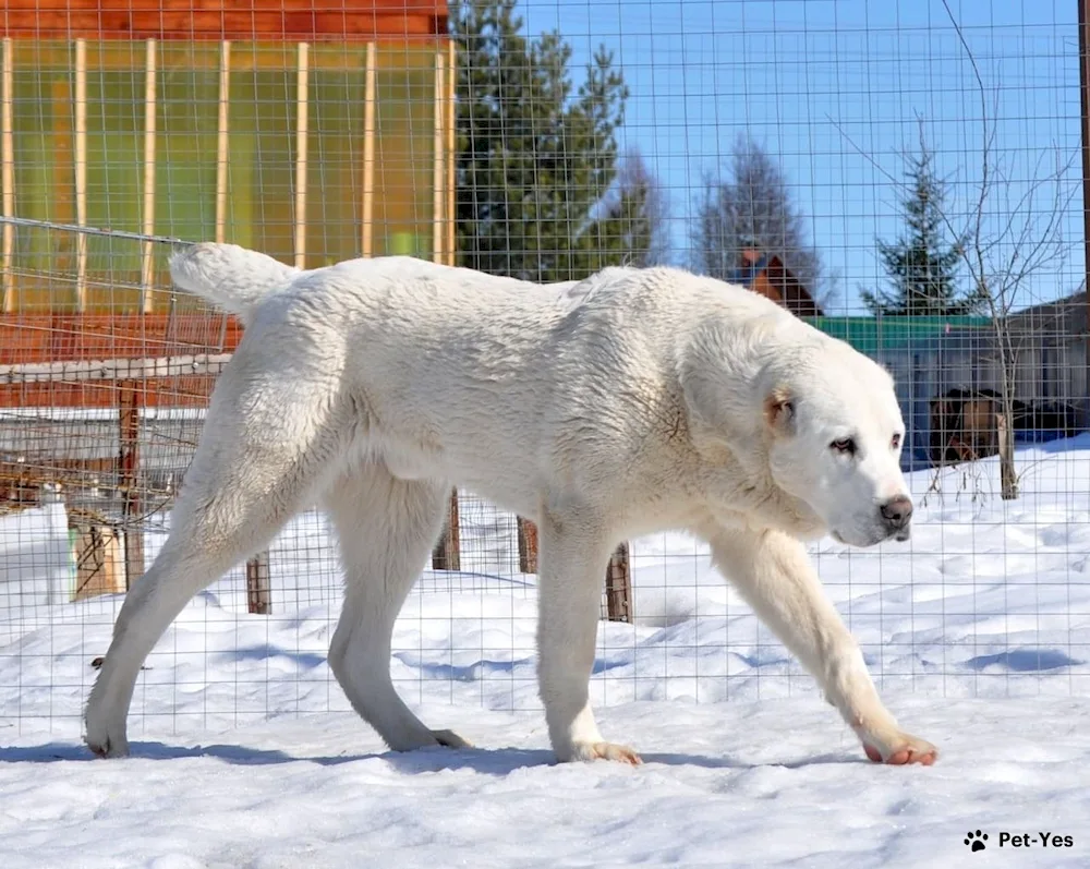 Middle Asian shepherd bulldozer Alabai