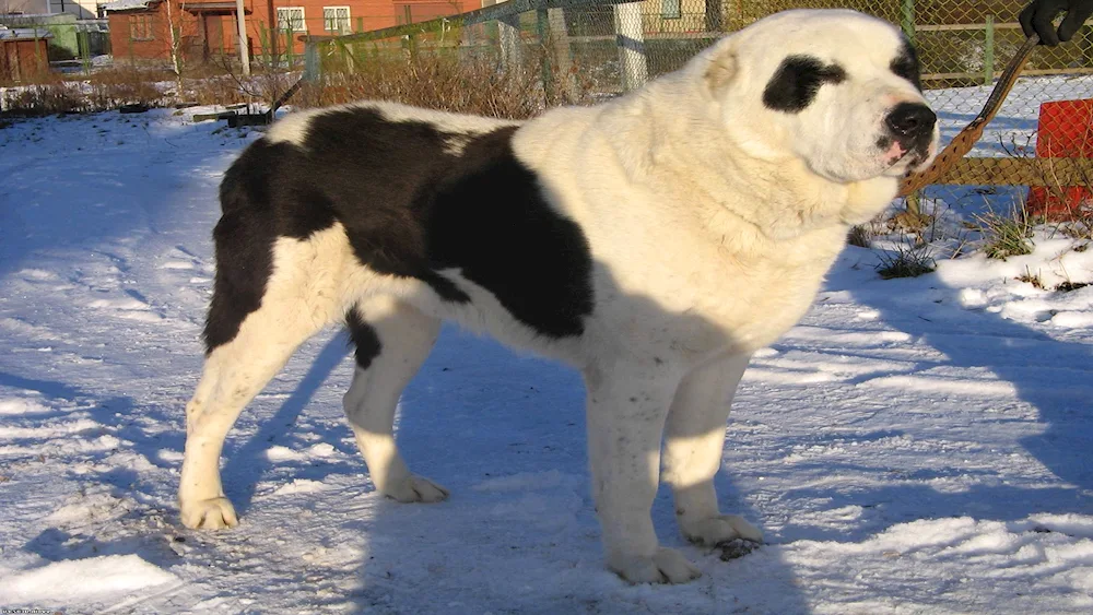 Middle Asian sheepdog wolfhound alabai