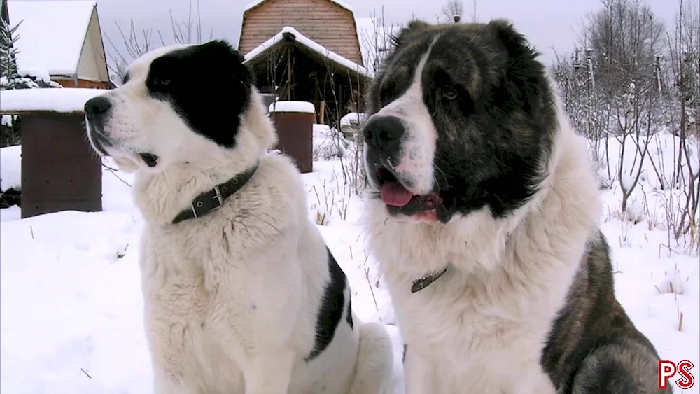 Middle Asian sheepdog wolfhound alabai