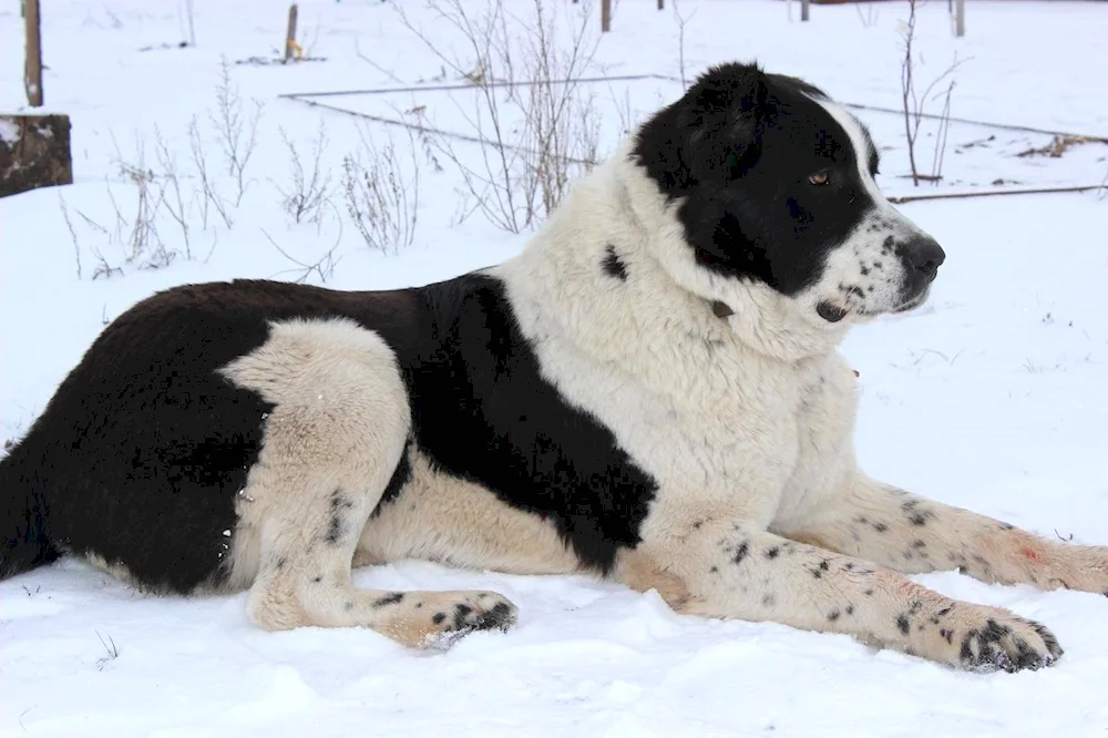 Middle Asian sheepdog alabai white